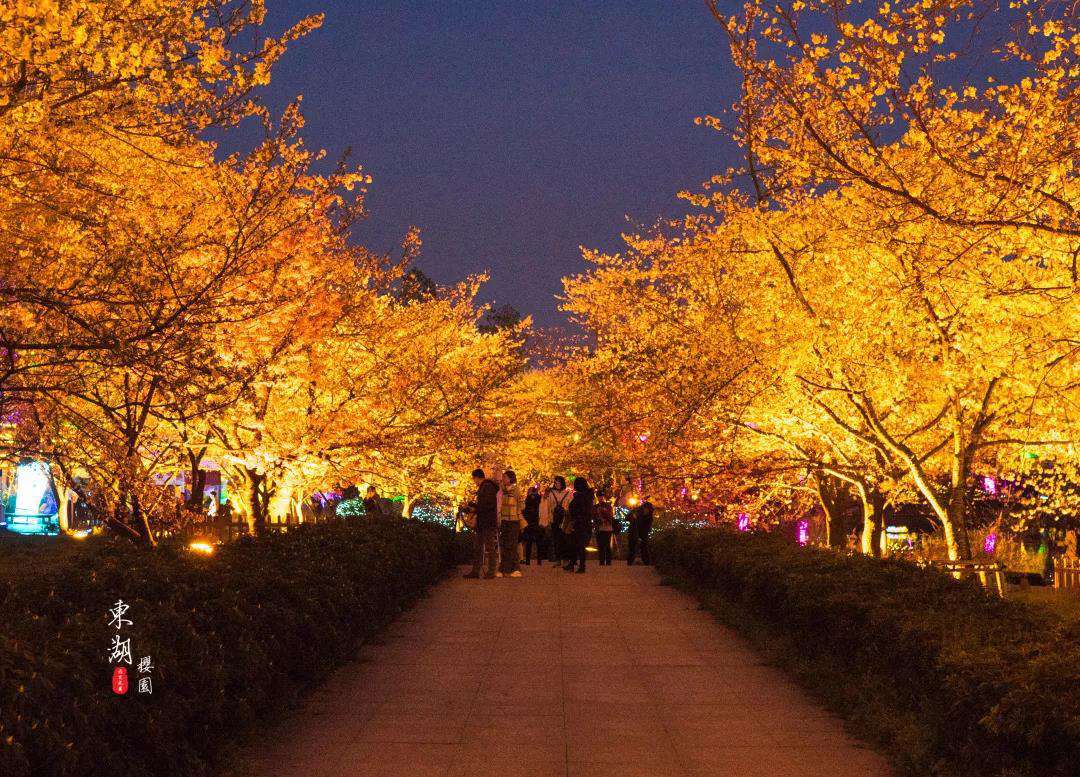 武汉樱园开启夜景模式，9000套灯组led夜景亮化之美！